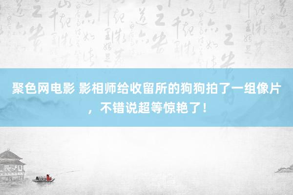 聚色网电影 影相师给收留所的狗狗拍了一组像片，不错说超等惊艳了！